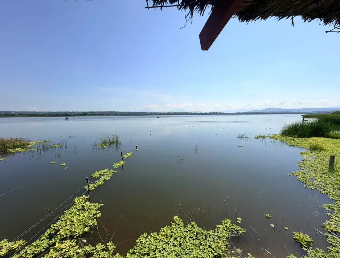 Restaurante Palapa Los Manguitos