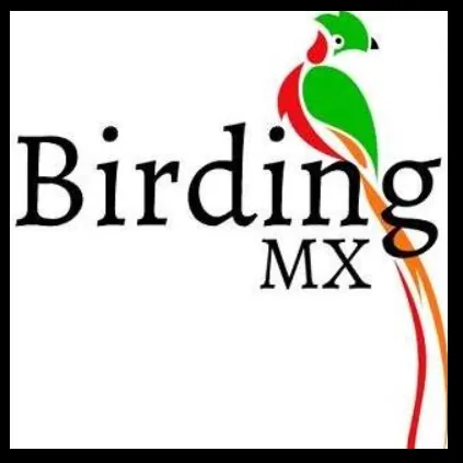 Birding Mexico