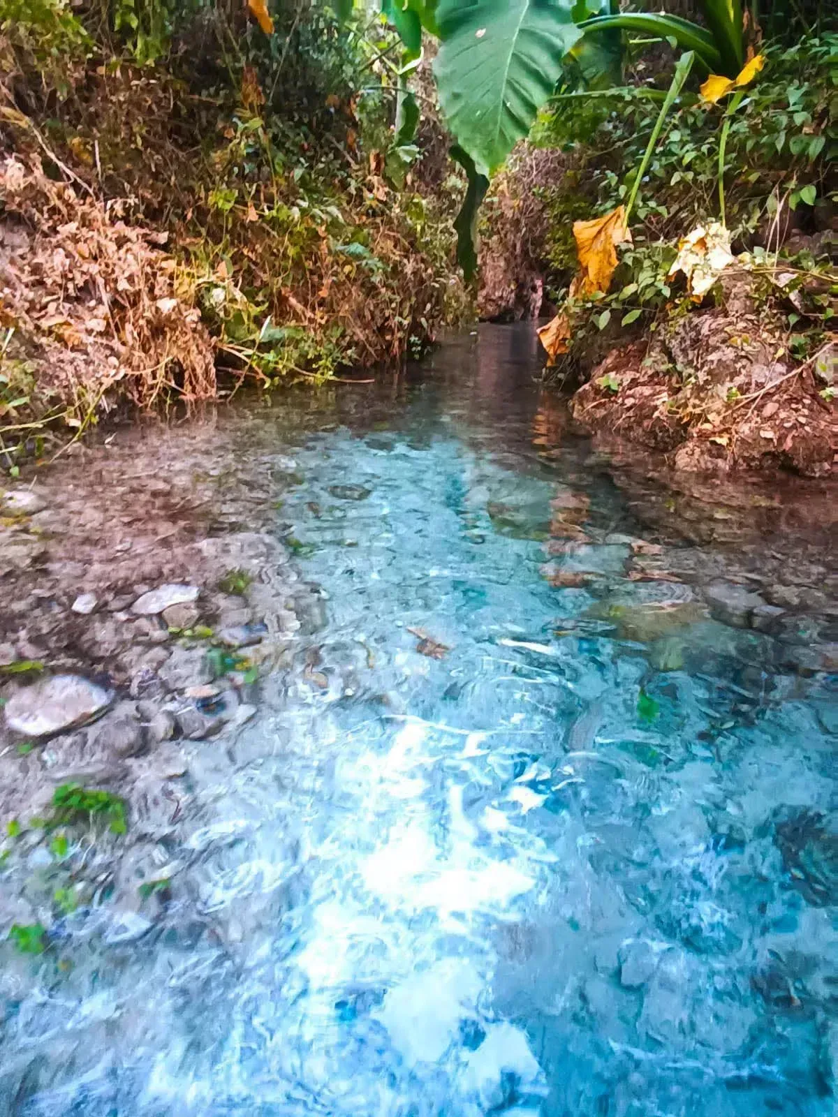 Ojitos de Agua En La Comunidad Índigena de Cuauchichinola